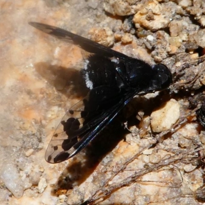 Anthrax sp. (genus) (Unidentified Anthrax bee fly) at Namadgi National Park - 16 Nov 2019 by HarveyPerkins