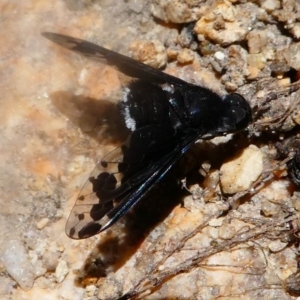 Anthrax sp. (genus) at Paddys River, ACT - 16 Nov 2019