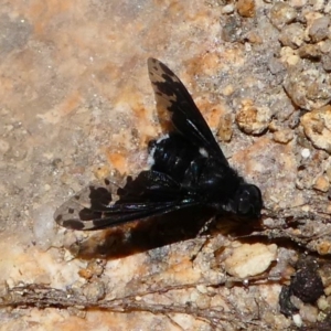 Anthrax sp. (genus) at Paddys River, ACT - 16 Nov 2019