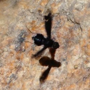 Anthrax sp. (genus) at Paddys River, ACT - 16 Nov 2019