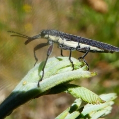 Rhinotia phoenicoptera (Belid weevil) at Paddys River, ACT - 16 Nov 2019 by HarveyPerkins