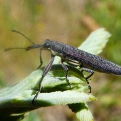 Rhinotia phoenicoptera at Paddys River, ACT - 16 Nov 2019