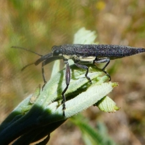 Rhinotia phoenicoptera at Paddys River, ACT - 16 Nov 2019