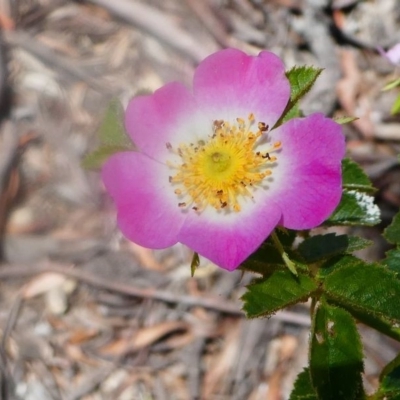 Rosa rubiginosa (Sweet Briar, Eglantine) at Greenway, ACT - 16 Nov 2019 by HarveyPerkins