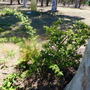 Rosa rubiginosa at Greenway, ACT - 16 Nov 2019