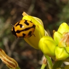 Coccinella transversalis (Transverse Ladybird) at Acton, ACT - 17 Nov 2019 by JanetRussell