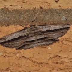 Euphronarcha luxaria (Striated Bark Moth) at Wanniassa, ACT - 17 Nov 2019 by JohnBundock