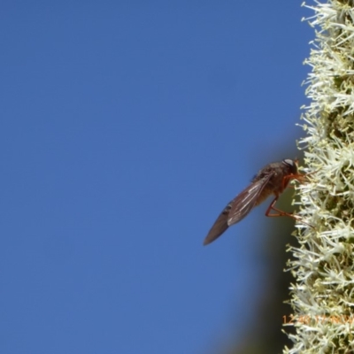 Comptosia insignis (A bee fly) at Acton, ACT - 17 Nov 2019 by AndyRussell