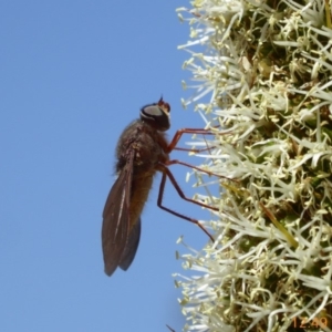 Comptosia insignis at Acton, ACT - 17 Nov 2019