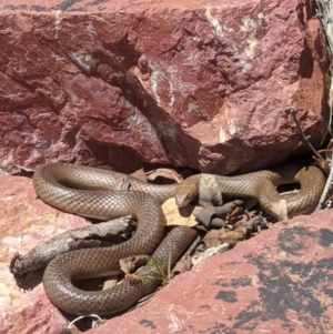 Pseudonaja textilis at Acton, ACT - 16 Nov 2019 12:01 PM