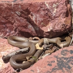 Pseudonaja textilis (Eastern Brown Snake) at Acton, ACT - 16 Nov 2019 by mac084