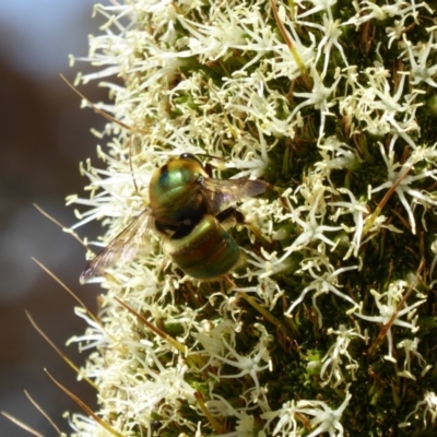 Xylocopa (Lestis) aerata (Golden-Green Carpenter Bee) at ANBG - 17 Nov 2019 by AndyRussell