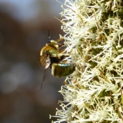 Xylocopa (Lestis) aerata at Acton, ACT - 17 Nov 2019 12:52 PM