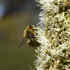 Xylocopa (Lestis) aerata at Acton, ACT - 17 Nov 2019 12:52 PM