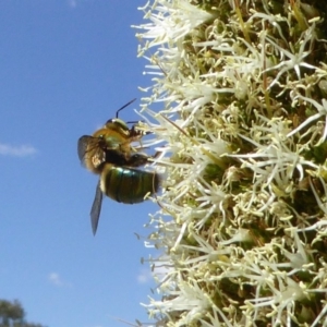 Xylocopa (Lestis) aerata at Acton, ACT - 17 Nov 2019 12:52 PM