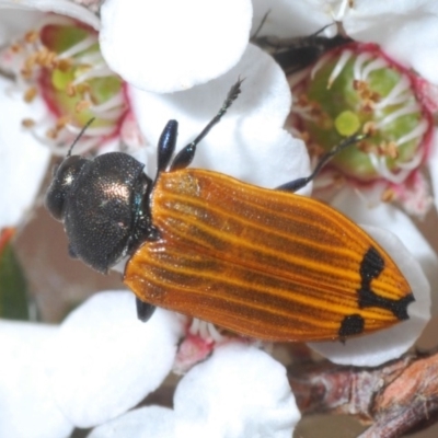 Castiarina balteata (A jewel beetle) at Stromlo, ACT - 16 Nov 2019 by Harrisi