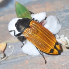 Castiarina balteata at Stromlo, ACT - 16 Nov 2019