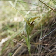 Diplodium laxum (Antelope greenhood) at Mount Majura - 30 Mar 2014 by AaronClausen