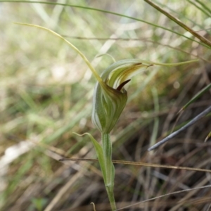 Diplodium laxum at Hackett, ACT - 30 Mar 2014