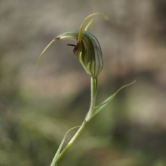 Diplodium laxum at Hackett, ACT - suppressed