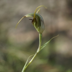 Diplodium laxum at Hackett, ACT - 30 Mar 2014