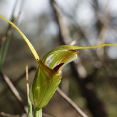 Diplodium laxum at Hackett, ACT - 30 Mar 2014