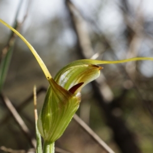 Diplodium laxum at Hackett, ACT - 30 Mar 2014