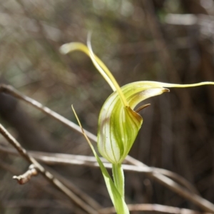 Diplodium laxum at Hackett, ACT - 30 Mar 2014