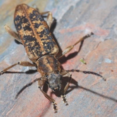 Pempsamacra dispersa (Longhorn beetle) at Cotter River, ACT - 17 Nov 2019 by Harrisi