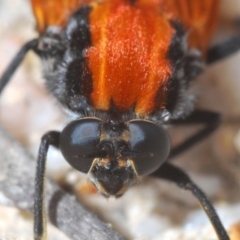 Pelecorhynchus fulvus (Orange cap-nosed fly) at Lower Cotter Catchment - 16 Nov 2019 by Harrisi