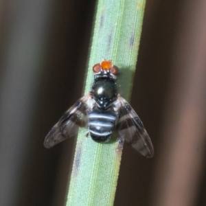 Lenophila achilles at Paddys River, ACT - 16 Nov 2019 05:02 PM