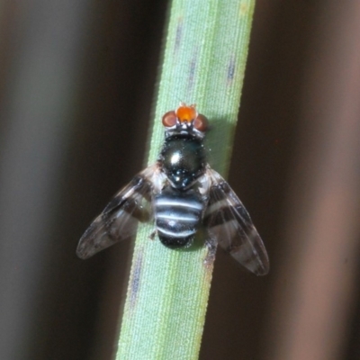 Lenophila achilles (Spider mimicking signal fly) at Paddys River, ACT - 16 Nov 2019 by Harrisi
