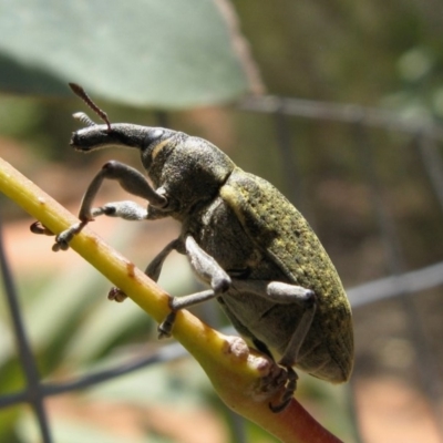 Larinus latus (Onopordum seed weevil) at Hackett, ACT - 16 Nov 2019 by TimL