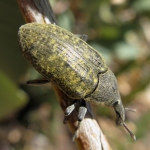 Larinus latus at Hackett, ACT - 16 Nov 2019 12:32 PM