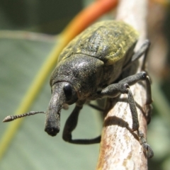 Larinus latus at Hackett, ACT - 16 Nov 2019