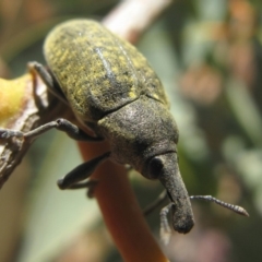 Larinus latus at Hackett, ACT - 16 Nov 2019 12:32 PM