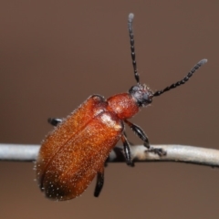 Ecnolagria grandis (Honeybrown beetle) at ANBG - 13 Nov 2019 by TimL