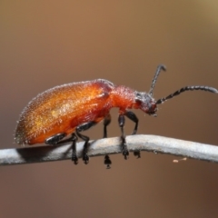 Ecnolagria grandis at Hackett, ACT - 13 Nov 2019 11:24 AM