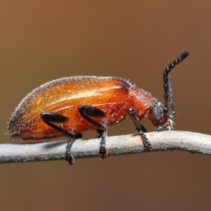 Ecnolagria grandis at Hackett, ACT - 13 Nov 2019 11:24 AM