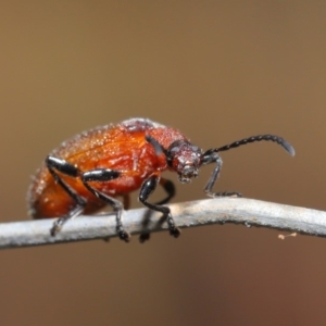 Ecnolagria grandis at Hackett, ACT - 13 Nov 2019