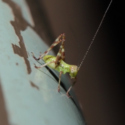 Caedicia simplex (Common Garden Katydid) at Acton, ACT - 13 Nov 2019 by TimL