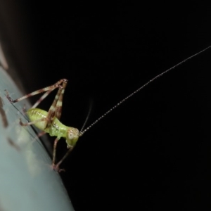 Caedicia simplex at Acton, ACT - 13 Nov 2019