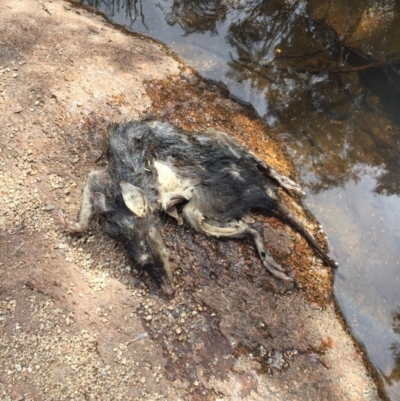 Perameles nasuta (Long-nosed Bandicoot) at Rendezvous Creek, ACT - 16 Nov 2019 by AndrewCB