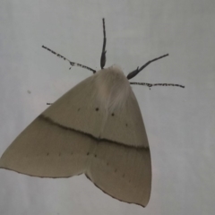 Gastrophora henricaria (Fallen-bark Looper, Beautiful Leaf Moth) at Kambah, ACT - 17 Nov 2019 by RosemaryRoth