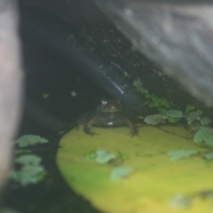 Unidentified Reptile and Frog (TBC) at Quaama, NSW - 5 Feb 2019 by FionaG