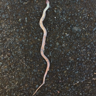 Drysdalia coronoides (White-lipped Snake) at Namadgi National Park - 16 Nov 2019 by AndrewCB