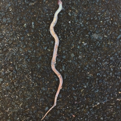 Drysdalia coronoides (White-lipped Snake) at Rendezvous Creek, ACT - 16 Nov 2019 by AndrewCB