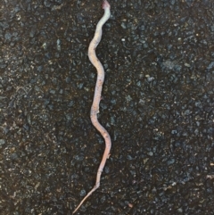 Drysdalia coronoides (White-lipped snake) at Rendezvous Creek, ACT - 16 Nov 2019 by AndrewCB
