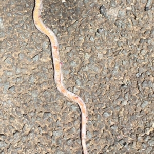 Drysdalia coronoides at Rendezvous Creek, ACT - 16 Nov 2019