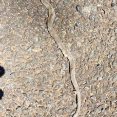 Drysdalia coronoides at Rendezvous Creek, ACT - 16 Nov 2019